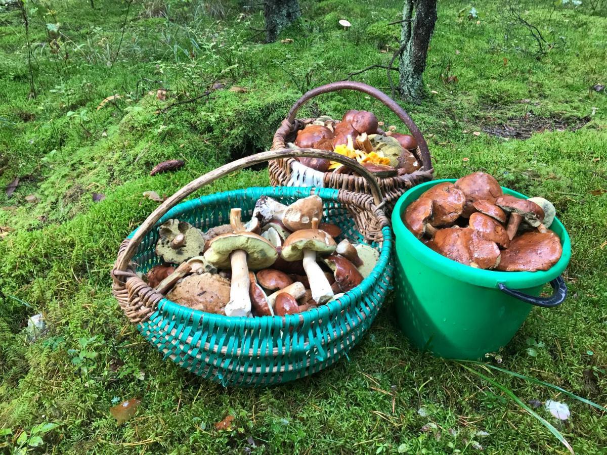 Na Skraju Puszczy Villa Hajnówka Exteriör bild