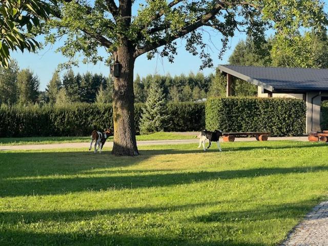 Na Skraju Puszczy Villa Hajnówka Exteriör bild